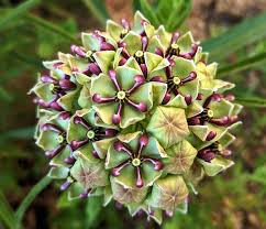 Image result for Asclepias aurea