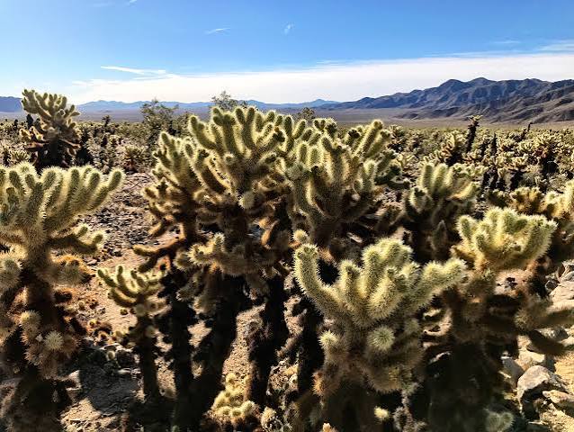 Joshua Tree's Most Dangerous Hike - Swept Away Today