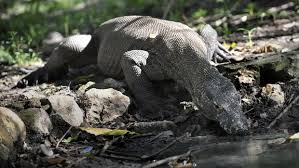 Sayangnya, di indonesia kegiatan membaca masih sangat kurang. Kiara Jurassic Park Di Habitat Komodo Buka Wajah Asli Kspn