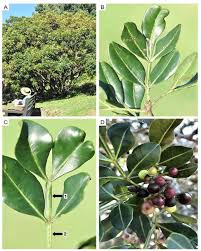 Image result for Ekebergia