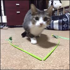 Cat Gif Funny Wiggle Wiggle And Then Pouncing Cat Is Flying Cute Cats Cats Cute Animals A lot of funny things happen in their lives.
