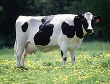 Koleksi gambar sapi untuk berbagai keperluan. Lembu Wikipedia Bahasa Melayu Ensiklopedia Bebas