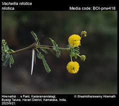 Image result for Embelia nilotica