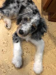 The mini aussiedoodle is a crossbreed, the result of a deliberate mating between two different breeds. Aussiedoodle Mi