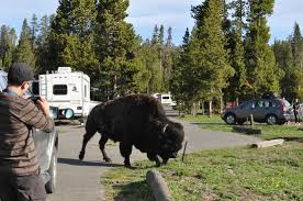 We did not find results for: Ospite Picture Of Bridge Bay Campground Yellowstone National Park Tripadvisor