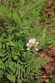 Image result for Tephrosia rhodesica