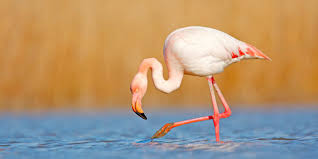 10 Características de las Aves