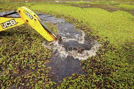 As climate risks grow, India's Bengaluru is trying to save its vanishing  lakes