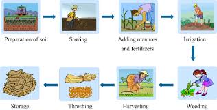 Flow Chart On Various Steps Of Crop Production Science