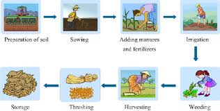 flow chart on various steps of crop production science