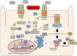Enteropathogenic escherichia coli (epec), one of the diarrheagenic e. Enteropathogenic And Enterohaemorrhagic Escherichia Coli Even More Subversive Elements Wong 2011 Molecular Microbiology Wiley Online Library