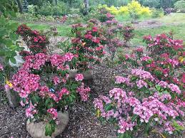 Vigorous, compact evergreen shrub with glossy green leaves. Mountain Laurel General Gardening Growing Fruit