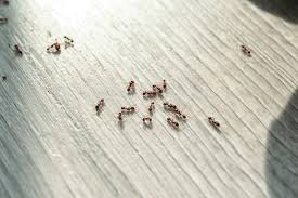 Generally cytotoxic to all cells. Does Boric Acid And Sugar Kill Ants Terminix