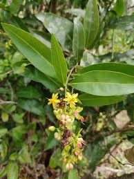 Image result for Ochna natalitia