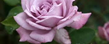 Maybe you would like to learn more about one of these? Hybrid Tea Rose Rosa Blue Girl