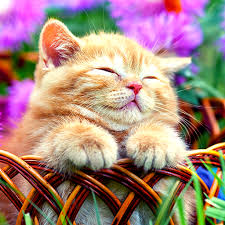 Untuk mempersingkat waktu berikut ini beberapa 49 gambar kucing lucu pakai kacamata inspirasi baru. Gambar Kucing Wallpaper Erwin Ganteng Page 46 Of 344 Download Wallpaper In Hd Resolution Wallpaper Ku Cute Little Kittens Cute Animal Pictures Little Kittens