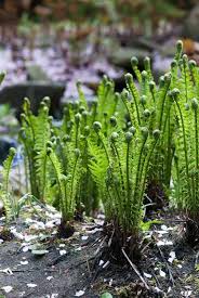 Closeup of Fertile Fronds of Cinnamon Fern in Hampton, Connecticut Stock  Image