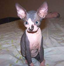 Big Ears Big Eyes No Hair Hairless Kitten Hairless Cat Hairless Animals
