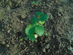 Dig a big enough hole to allow each strawberry plant's roots to spread out. When Can You Transplant Strawberry Plants 3 Wondrous Acres Homestead