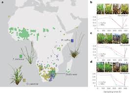 Image result for Eragrostis nindensis