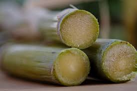 Check spelling or type a new query. Sugar Cane A Sweet Crop That S Easy To Grow L A At Home Los Angeles Times