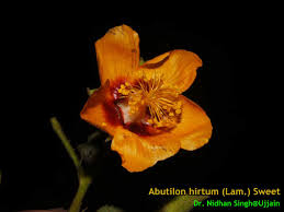 Image result for Abutilon hirtum
