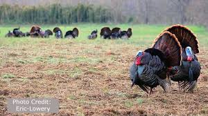 Doesn't it sound like a small turkey to you? Wild Turkey State Of Tennessee Wildlife Resources Agency