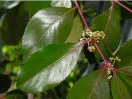 Image result for Catha edulis