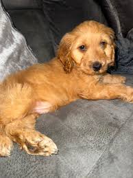 Here is my gorgeous boy he is 9 weeks old. I was kind of hoping he would be  a curly boy but feel he is going to be straight haired even though