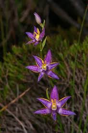Thelymitra Apiculata Purple Flowers Orchids Orchidaceae