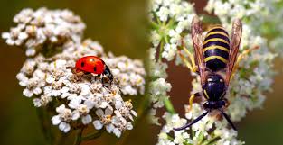 We did not find results for: The Benefits Of Companion Planting For Cannabis Sensi Seeds