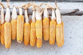 Image result for Zea mays