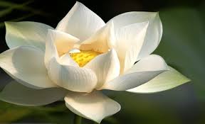 Mengenal lotus wah, berbicara tentang lotus, saya jadi begitu bersemangat. Gambar Bunga Teratai Putih Yang Menawan Bunga Teratai Gambar Bunga Bunga