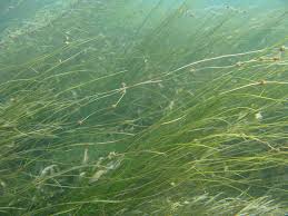 Image result for Stuckenia