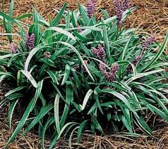 Image result for Monopsis zeyheri