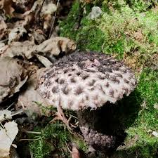 Image result for Strobilomyces strobilaceus