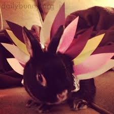 Bunny Dresses Up As A Turkey For Thanksgiving The Daily Bunny Cute Baby Bunnies Daily Bunny Netherland Dwarf Bunny