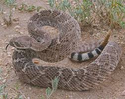 Terco Paco El Bandido Wildlife Nature Reptile Snakes Rattlesnake