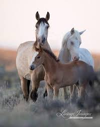 Pin On Horses