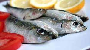 Nama Latin Ikan Sarden Sardinella Aurita Rahasia Trik Mancing