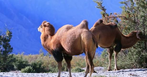 These magnificent creatures, also called Bactrian camels, are found in the  cold deserts of Ladakh. With not one, but two humps, they're specially  adapted to thrive in extreme temperatures and rugged terrains. #