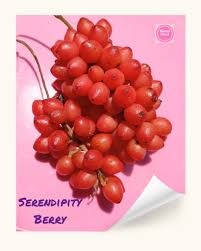 Image result for Dioscoreophyllum