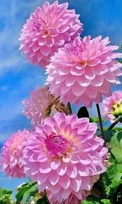Pin On Flores E Paisagens