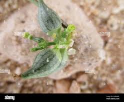 Image result for Corallocarpus welwitschii