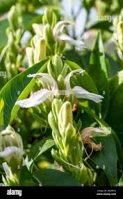 Image result for Justicia anagalloides