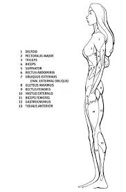 Tutorial Tuesday Drawing The Female Figure Idrawdigital Character Design Refere Dibujo Del Cuerpo Femenino Dibujos Figura Humana Referencia De Anatomia