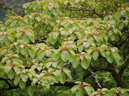 Image result for Hymenodictyon