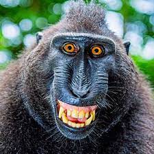Now it needs to be a monk monke and it will be perfect. Stream Reject Humanity Return To Monke By Madyock Listen Online For Free On Soundcloud