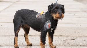 Nun sucht er ein zuhause, in dem er für immer bleiben kann. Fundtier Der Woche Hundin Elsa Sucht Ein Neues Zuhause Nordkurier De