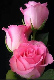 Pink rose flowers art photos. Choosing The Best Pink Flowers For Your Lovely Garden Garden Diy Beautiful Pink Roses Beautiful Rose Flowers Hybrid Tea Roses